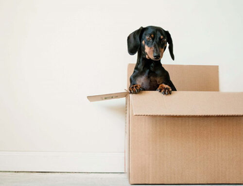 The Full Packing Materials List: What, Why, Where